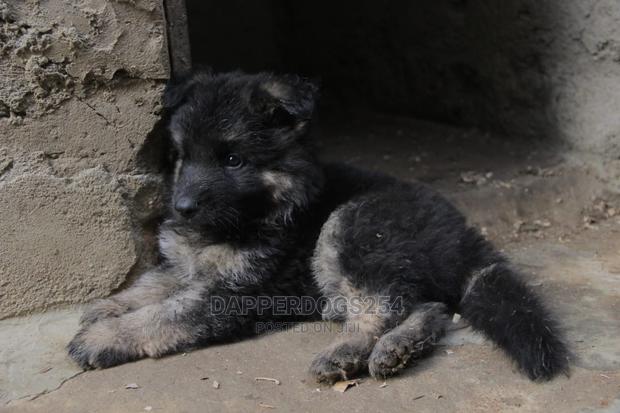 1-3 months Male Purebred German Shepherd - thumbnail 2