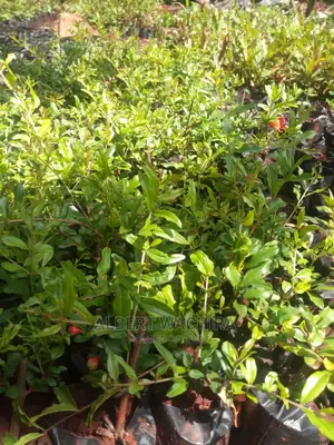 Pink Satin Pomegranate Seedlings
