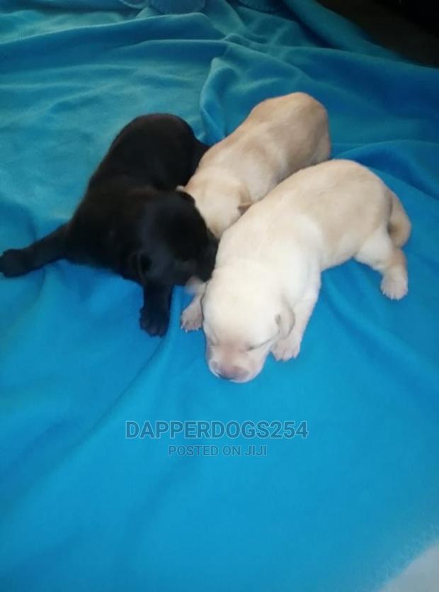 1-3 Month Male Purebred Labrador Retriever - thumbnail 2