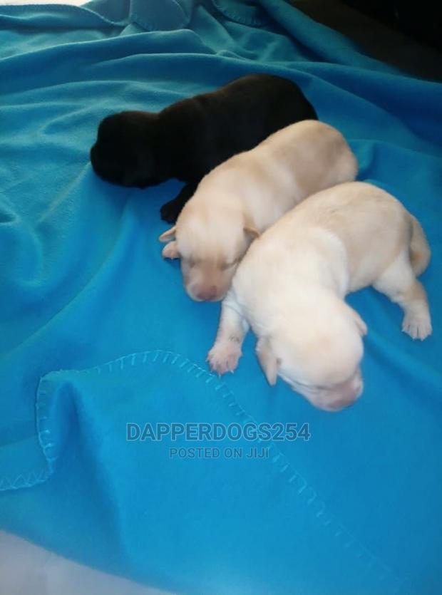 1-3 Month Male Purebred Labrador Retriever - main view