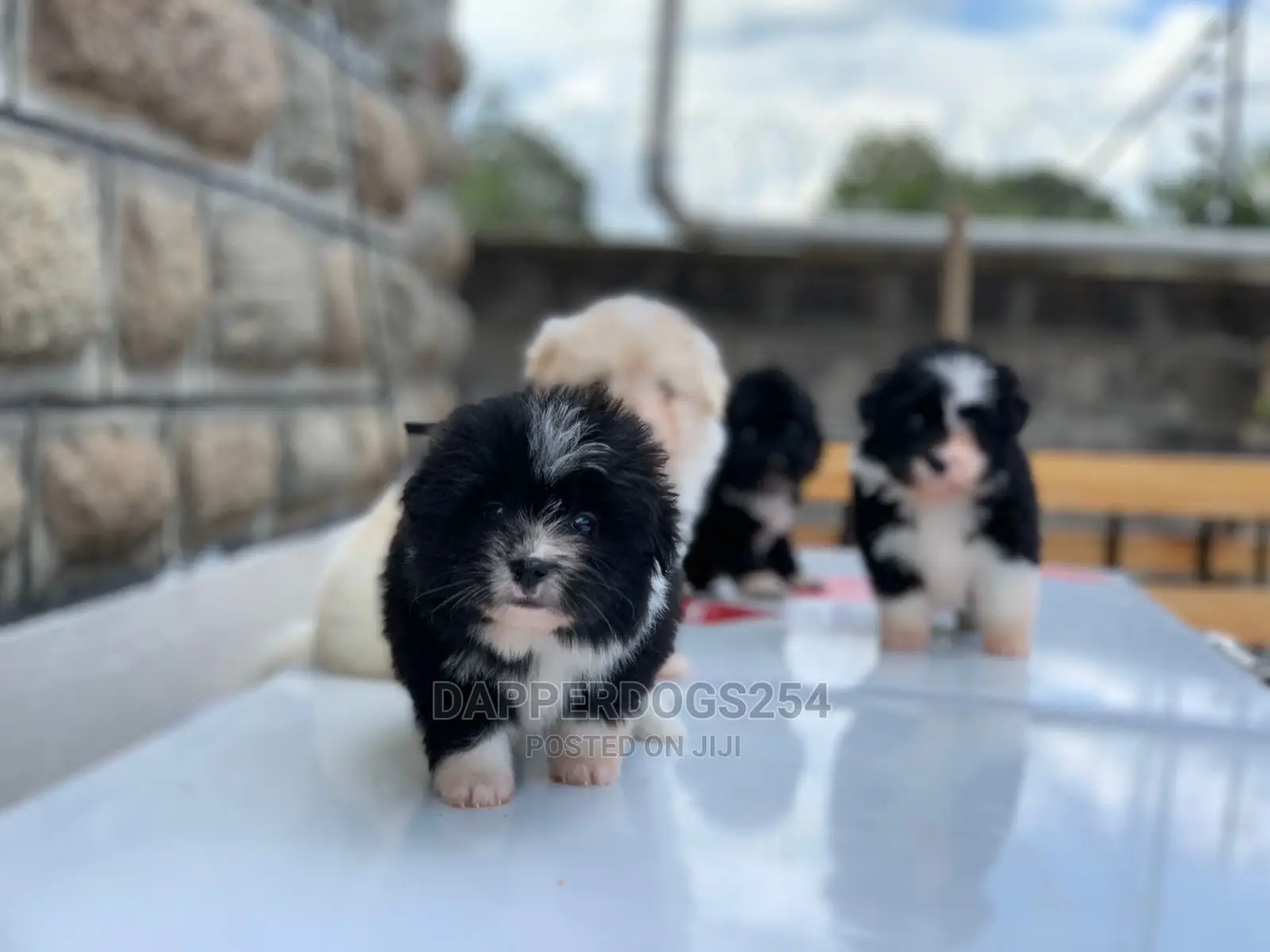 1-3 Months Male Purebred Havanese
