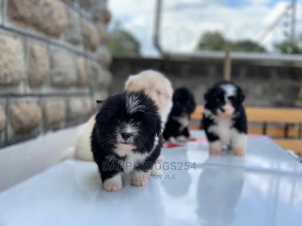 1-3 Months Male Purebred Havanese