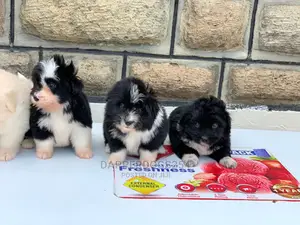 1-3 Months Male Purebred Havanese