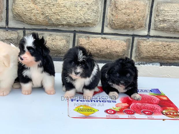 1-3 Months Male Purebred Havanese - thumbnail 2