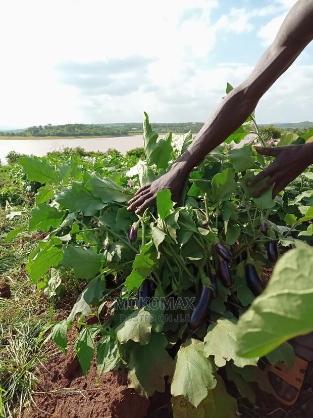 Land/House for Sale. - thumbnail 5