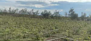 8 .5 Acres Nanyuki/Muramati