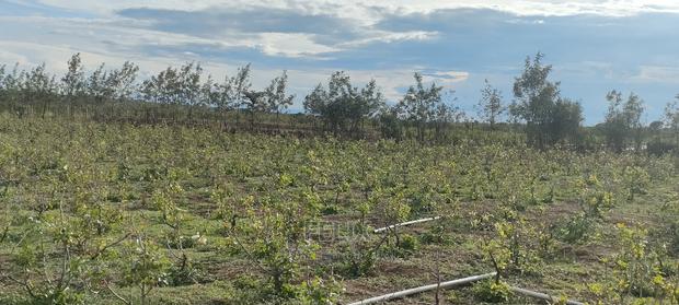 8 .5 Acres Nanyuki/Muramati - thumbnail 3