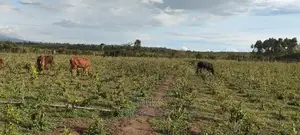 8 .5 Acres Nanyuki/Muramati