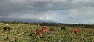 8 .5 Acres Nanyuki/Muramati
