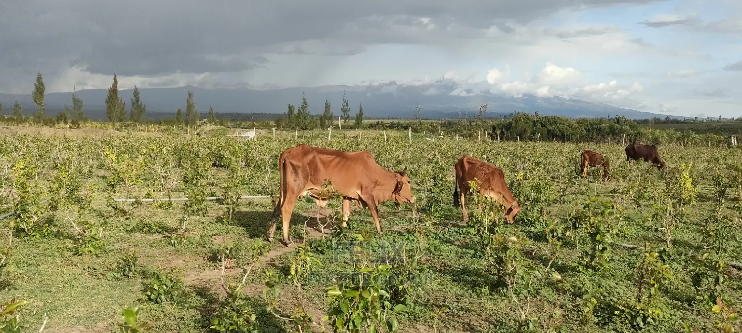 8 .5 Acres Nanyuki/Muramati