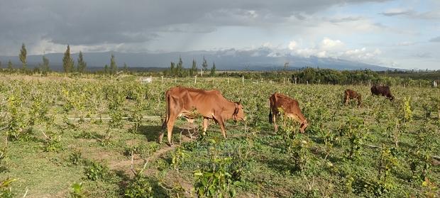8 .5 Acres Nanyuki/Muramati - thumbnail 8