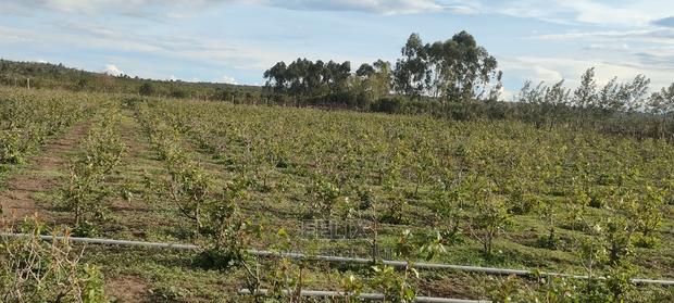 8 .5 Acres Nanyuki/Muramati - thumbnail 9