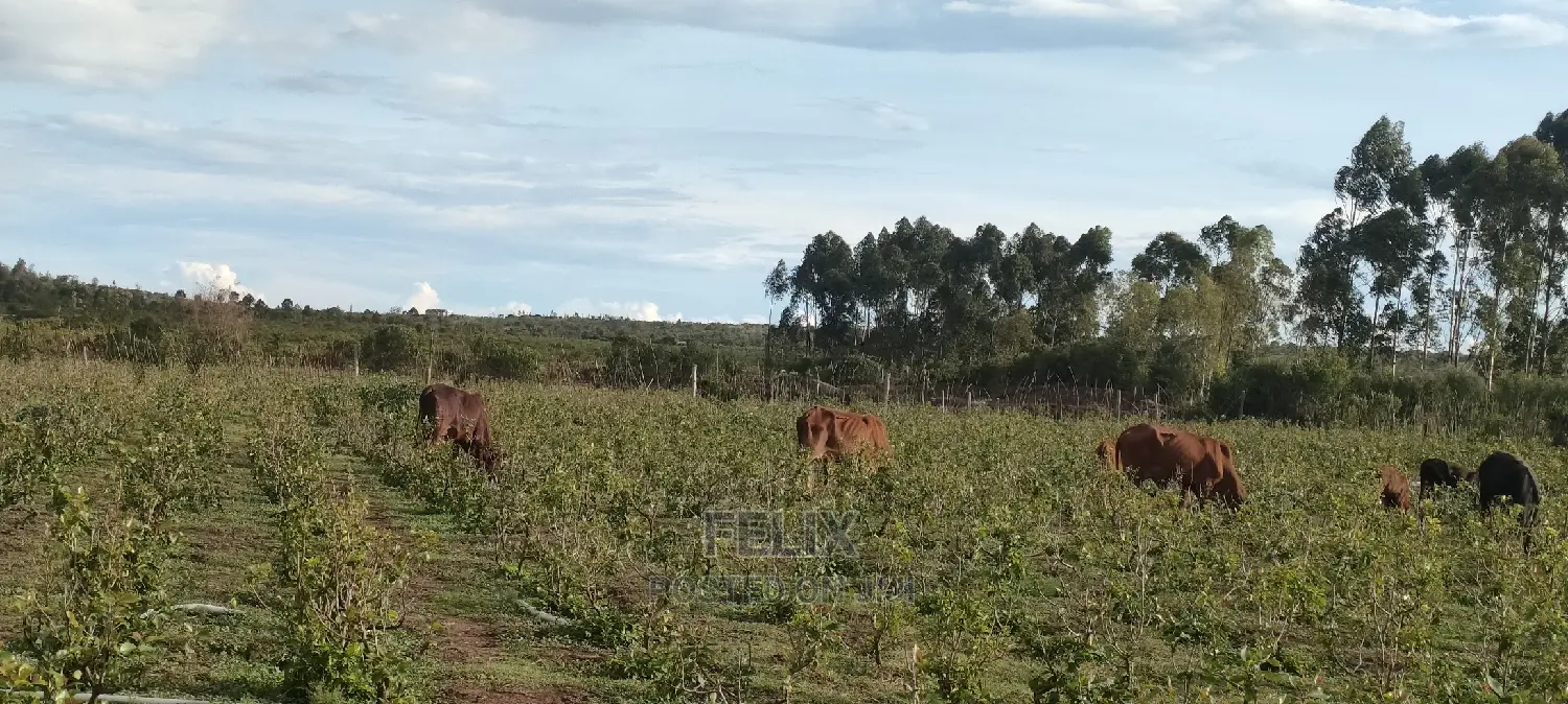 3.5 Acres Nanyuki/Likii/Sportman Arms Road