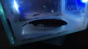 Black Ghost Knife Fish, Aquarium Fish