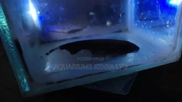 Black Ghost Knife Fish, Aquarium Fish - main view