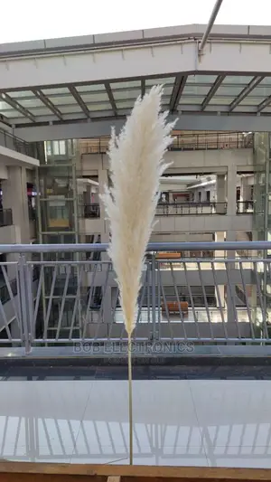 Big Fluffy Pampas Grass