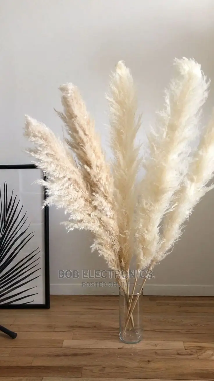 Big Fluffy Pampas Grass