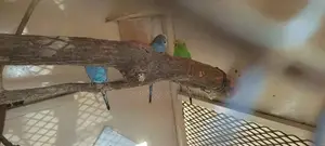 Budgies and Cages