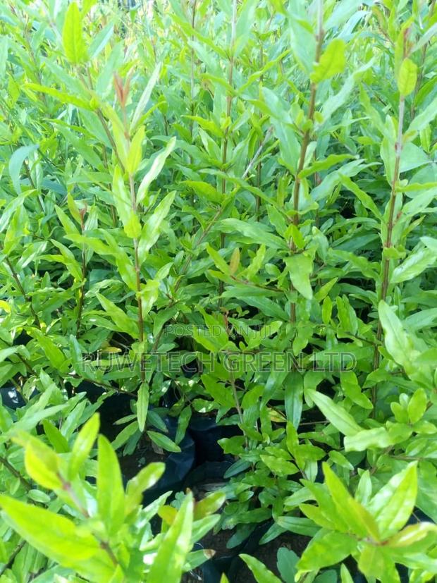 Pomegranate Seedlings - main view