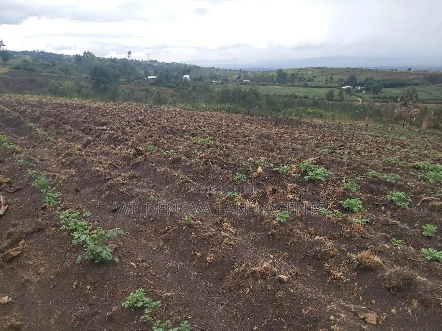 Land on Sale at Turasha Ririshua Kinangop
