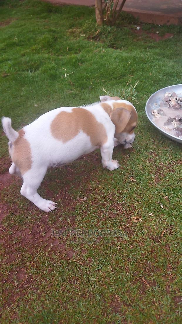 1-3 months Male Purebred Jack Russell Terrier - thumbnail 2