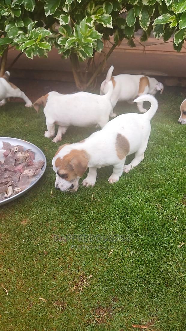 1-3 months Male Purebred Jack Russell Terrier