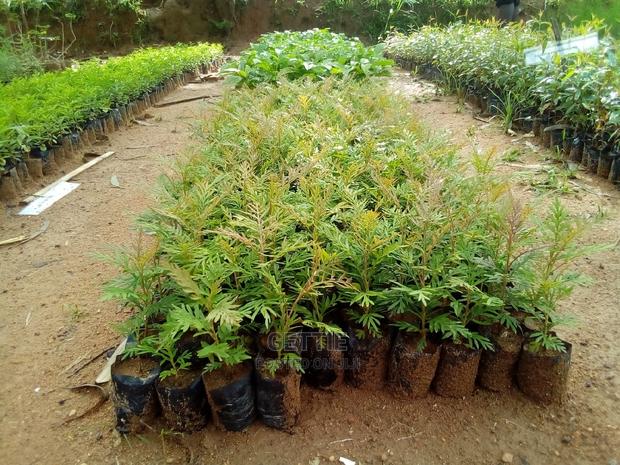 Grevellia Seedlings - main view