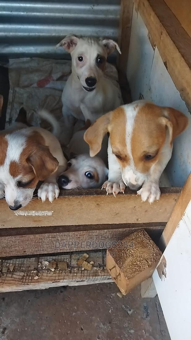 1-3 months Male Purebred Jack Russell Terrier - thumbnail 2