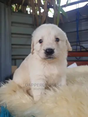 1-3 Month Male Purebred Golden Retriever