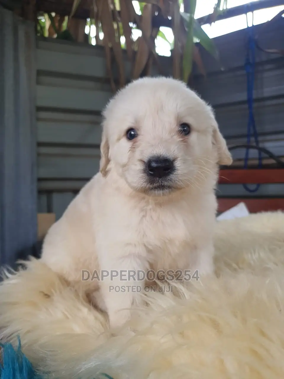 1-3 Month Male Purebred Golden Retriever