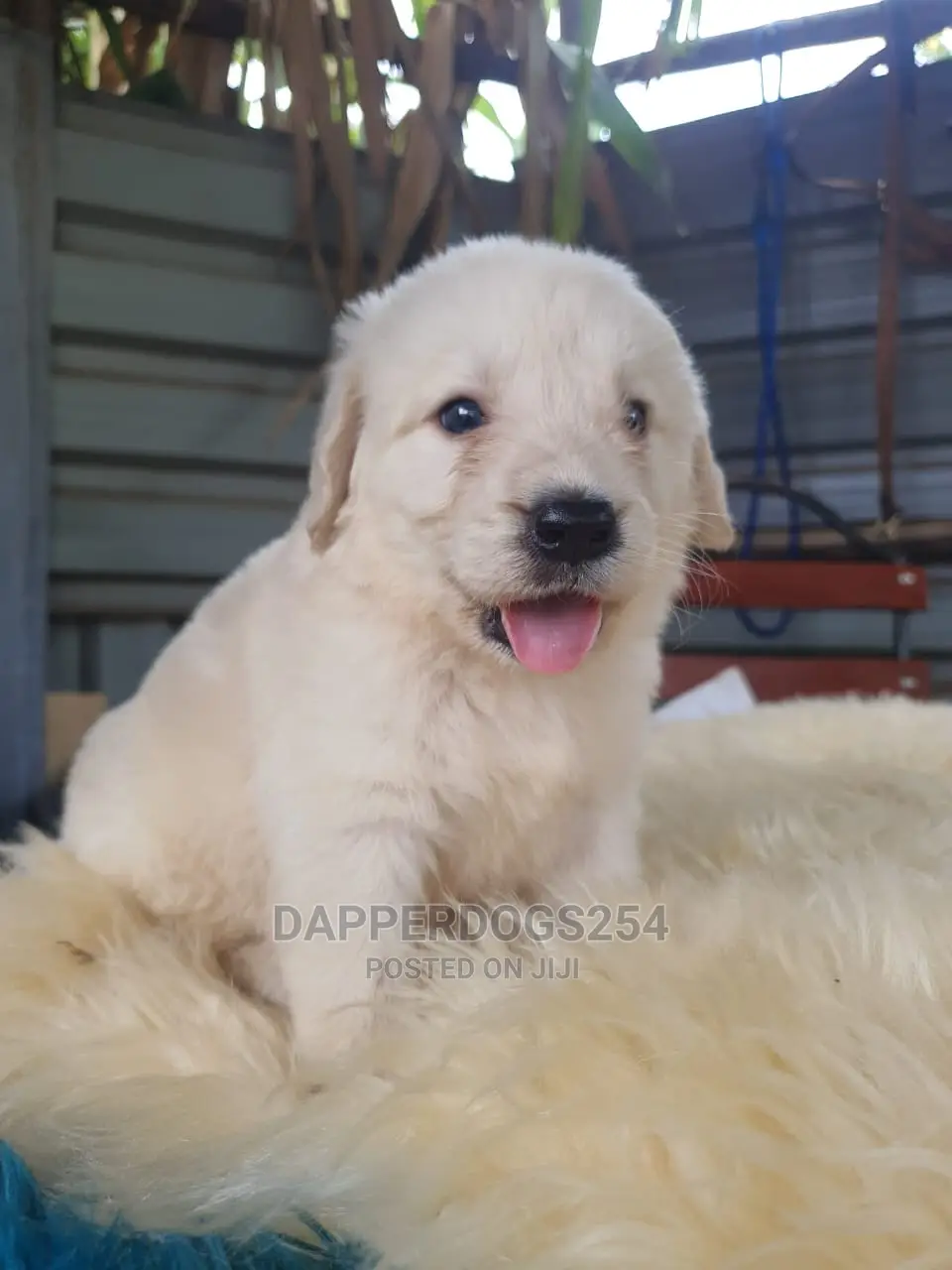 1-3 Month Male Purebred Golden Retriever