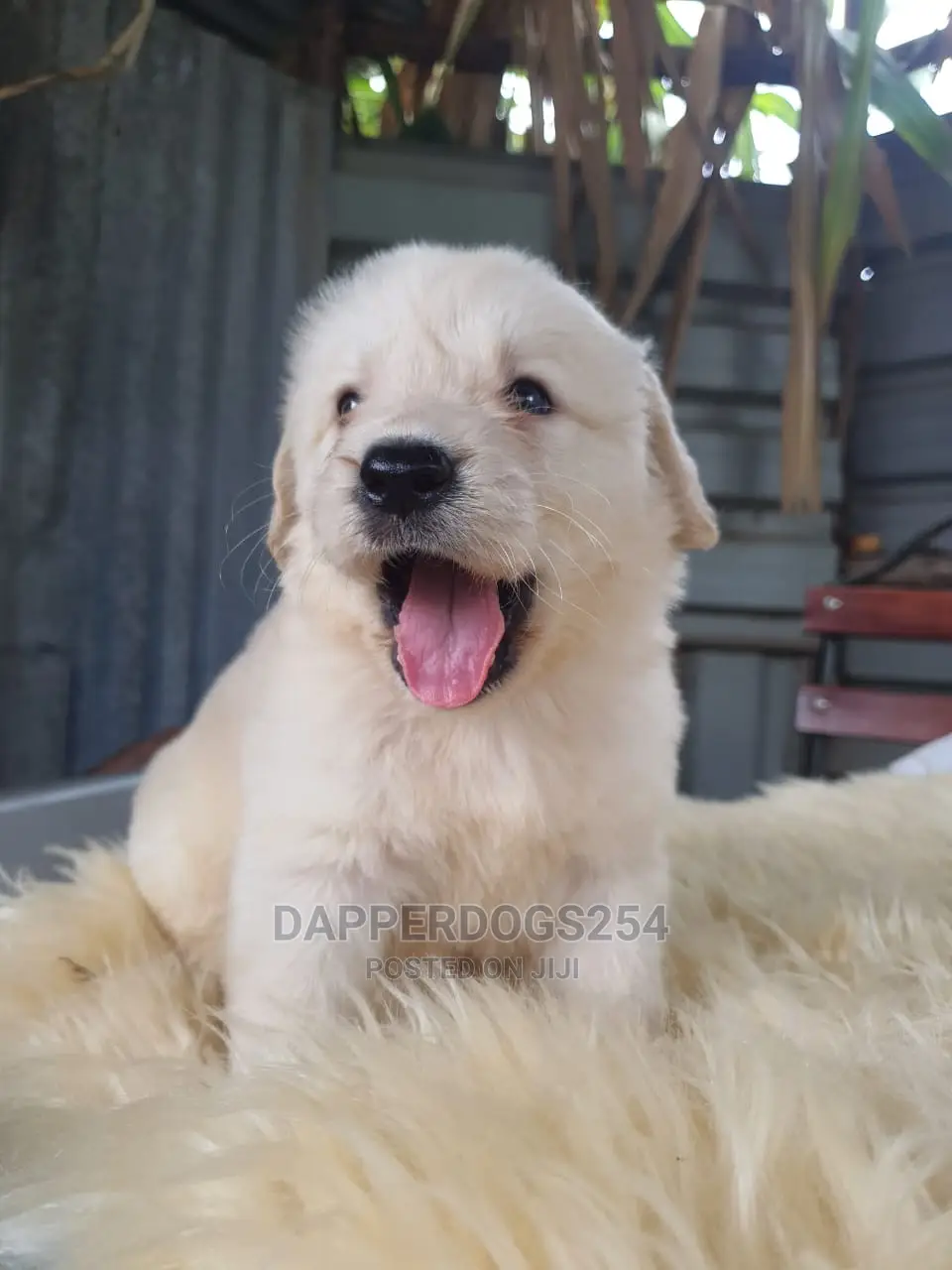 1-3 Month Male Purebred Golden Retriever