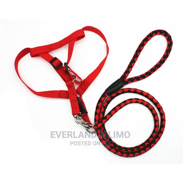 Dog Leash and Harness - main view