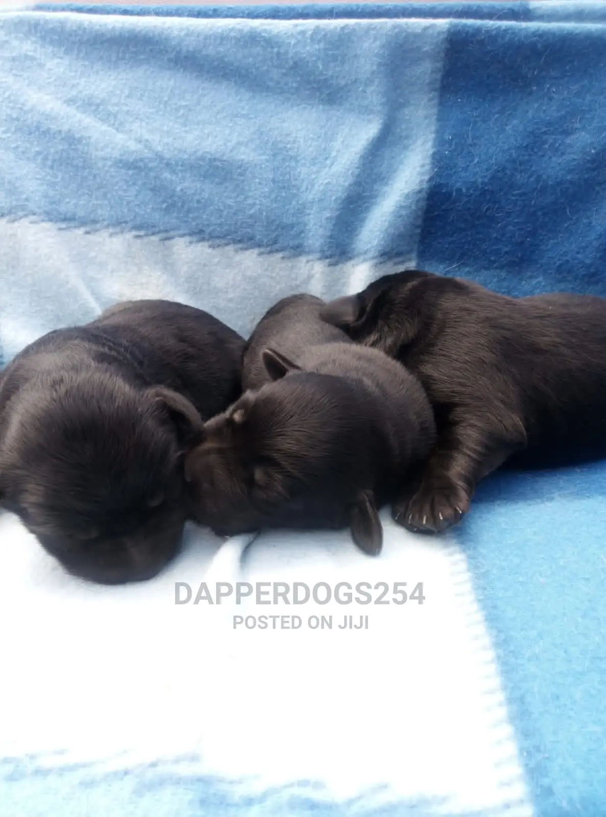 0-1 Month Female Purebred Labrador Retriever