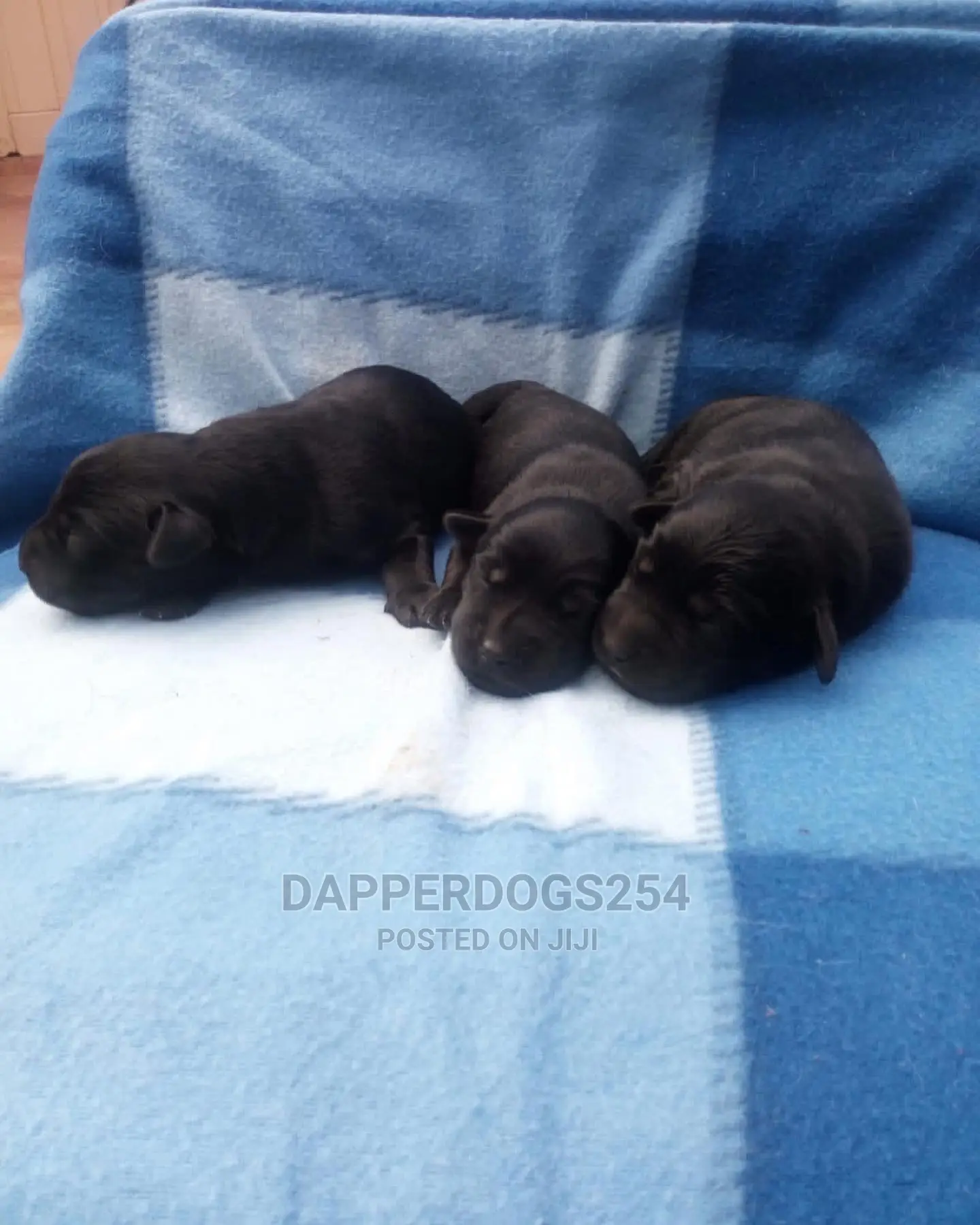 0-1 Month Female Purebred Labrador Retriever