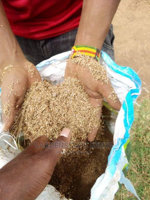 African Foxtail Seeds - main view