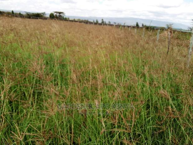 African Foxtail Seeds - thumbnail 2