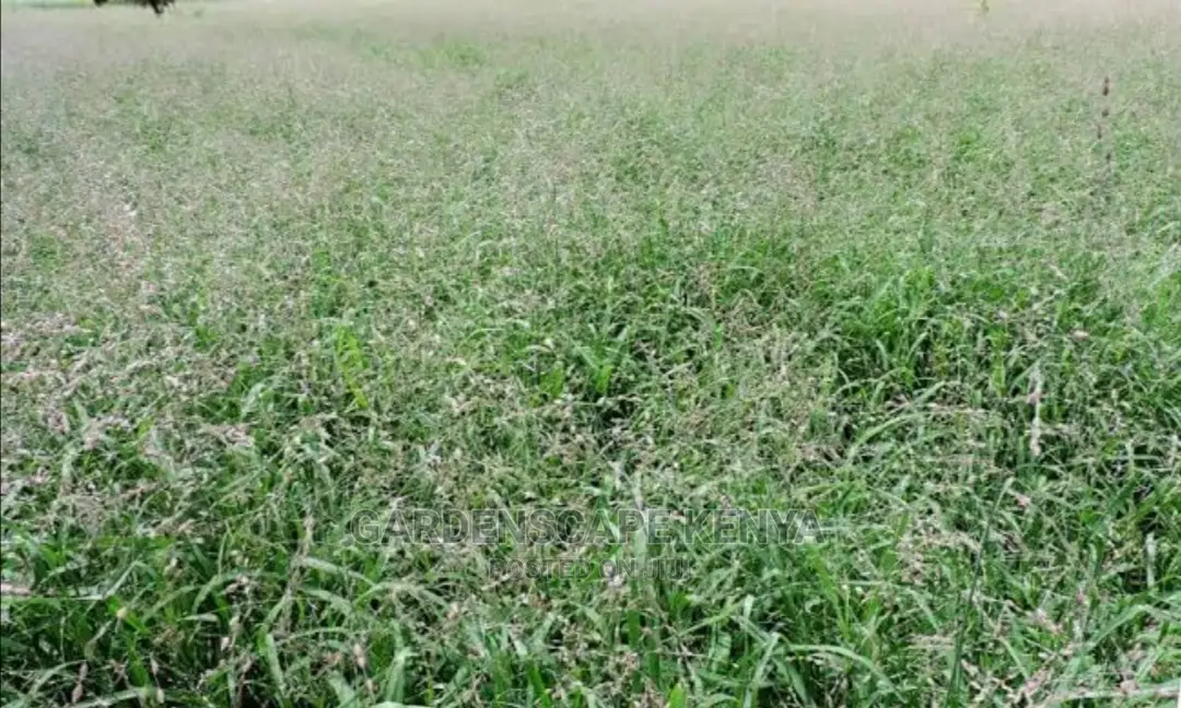 Maasai Love Grass Seeds