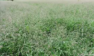 Maasai Love Grass Seeds