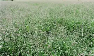Maasai Love Grass Seeds
