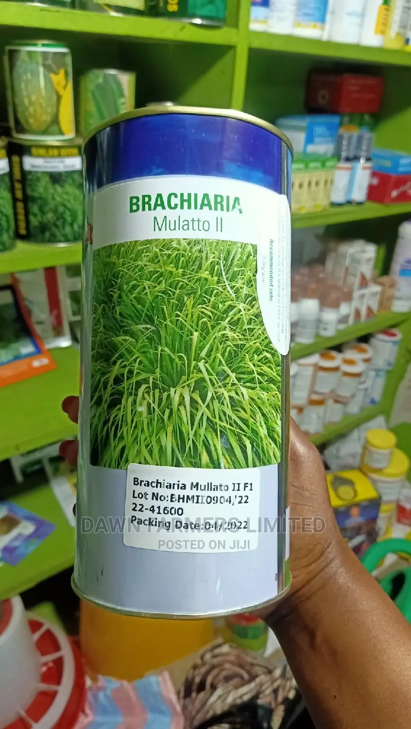 Mullato Il