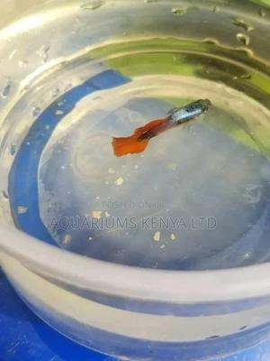 Mosaic Guppies - thumbnail 2