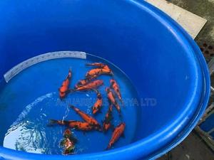 Imported Pure Breed Kois' - thumbnail 2