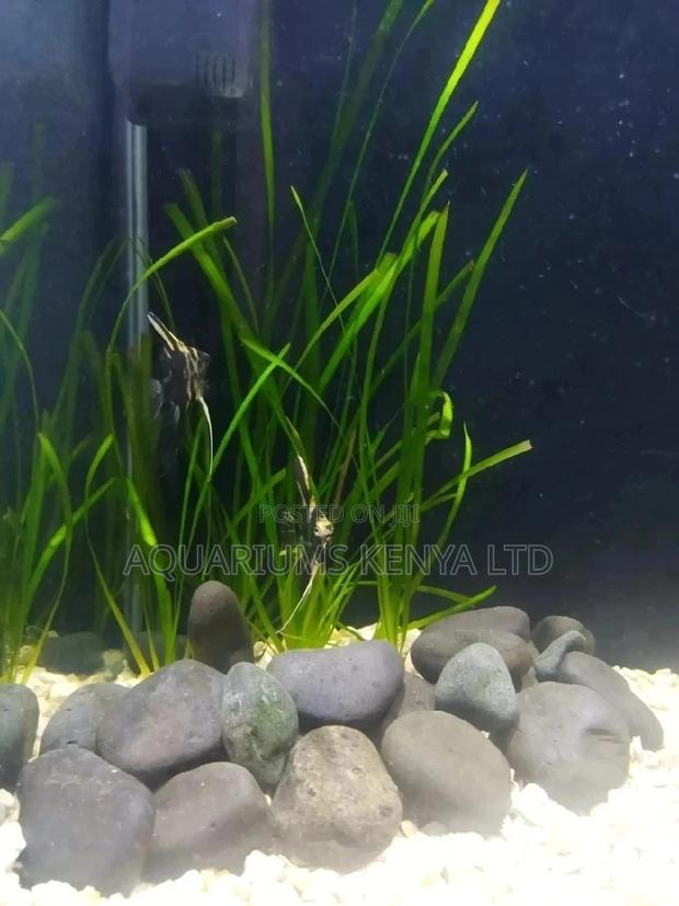 Angel Fish and Villasneria - main view