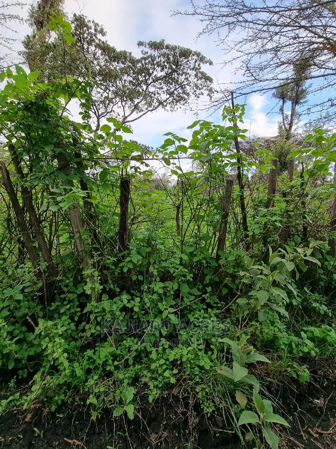 Prime 1 Acre Olesos ,Kiserian ,At 8.5m