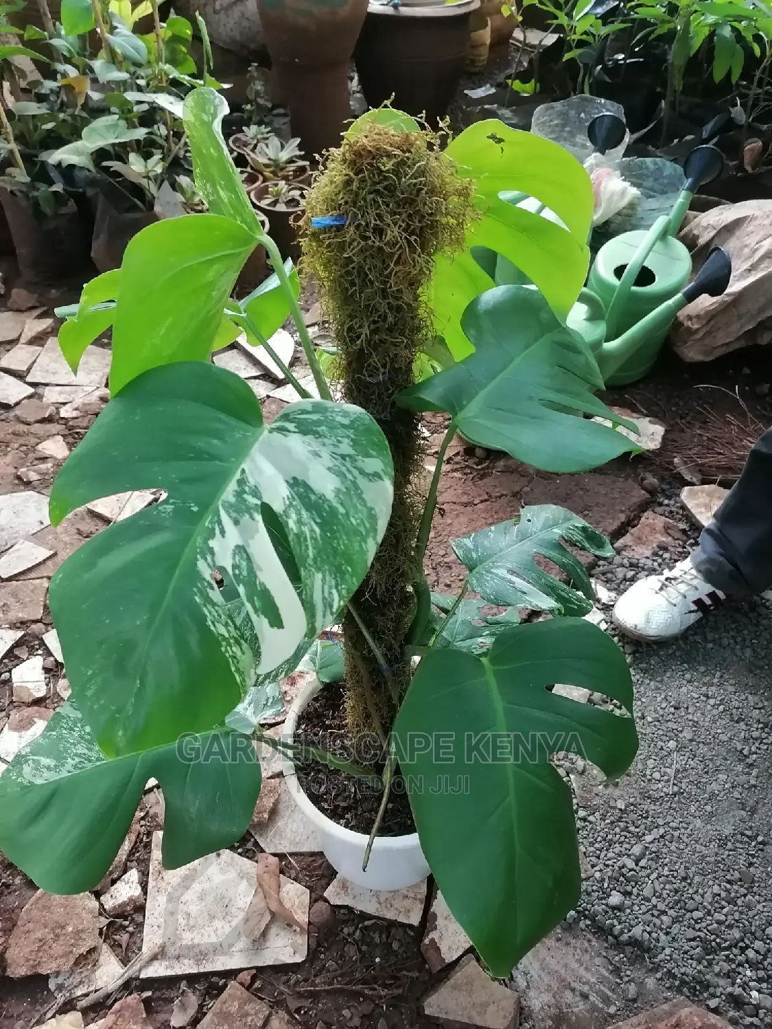 Variagated Monstera Plant