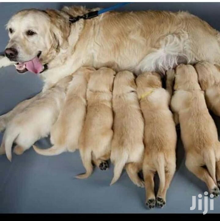 Adult Male Purebred Golden Retriever In Nairobi Central Dogs Puppies Dann Jiji Co Ke