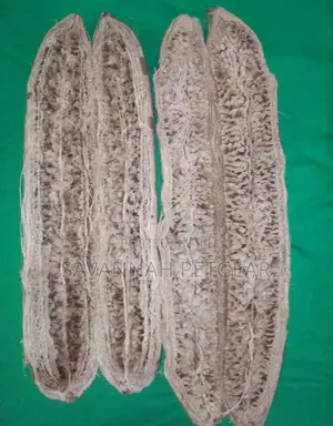 Dried Miratina Fruits Kigelia Africana Sausage Tree Fruits - Per Fruit