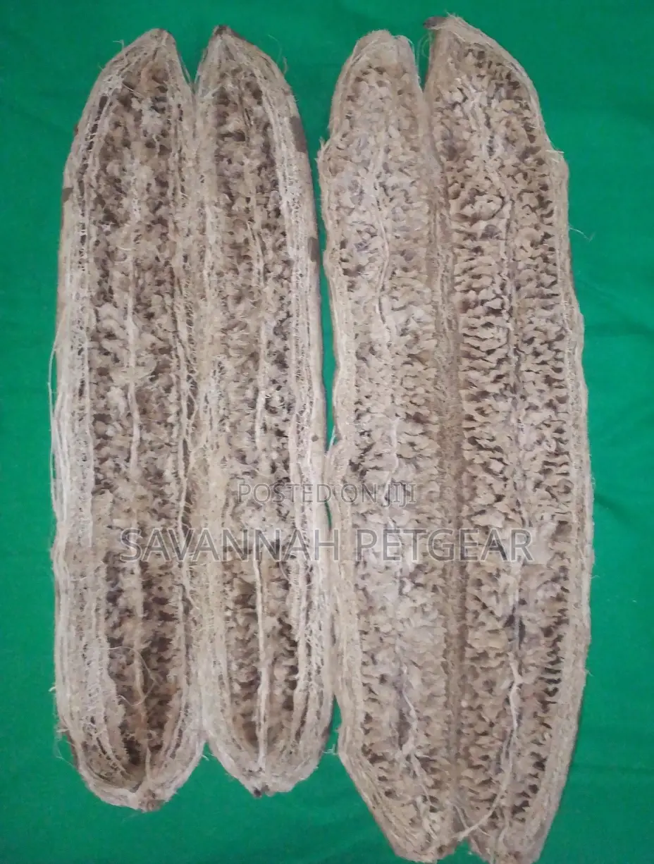Dried Miratina Fruits Kigelia Africana Sausage Tree Fruits - Per Fruit