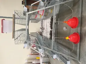 Chicken Cages (128 Chicken)
